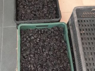 Vendemos ciruelas secas: Tipo: Stanley Humedad: de 18-35% Envase: