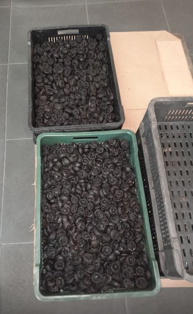 Vendemos ciruelas secas: Tipo: Stanley Humedad: de 18-35% Envase: bolsa plástica en caja de cartón de 10/1 kg Cantidad: 130 toneladas Con o sin hueso Calibrado