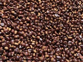 Se vende castaña pilonga. Precio negociable en función de