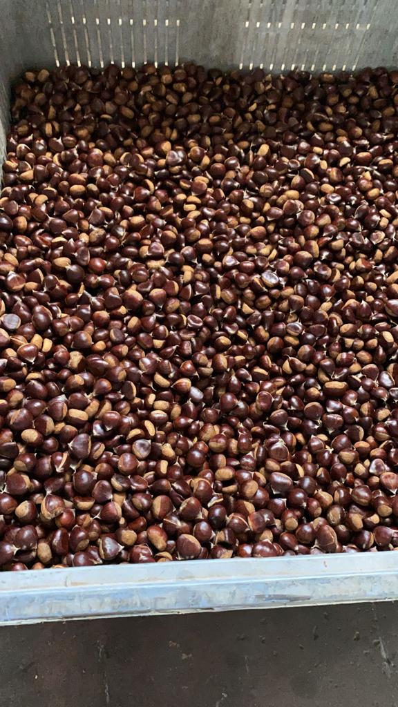 Se vende castaña pilonga