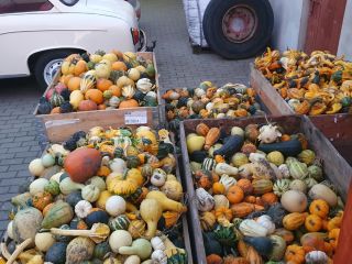 Hola, tengo a la venta 5 cajas de calabazas