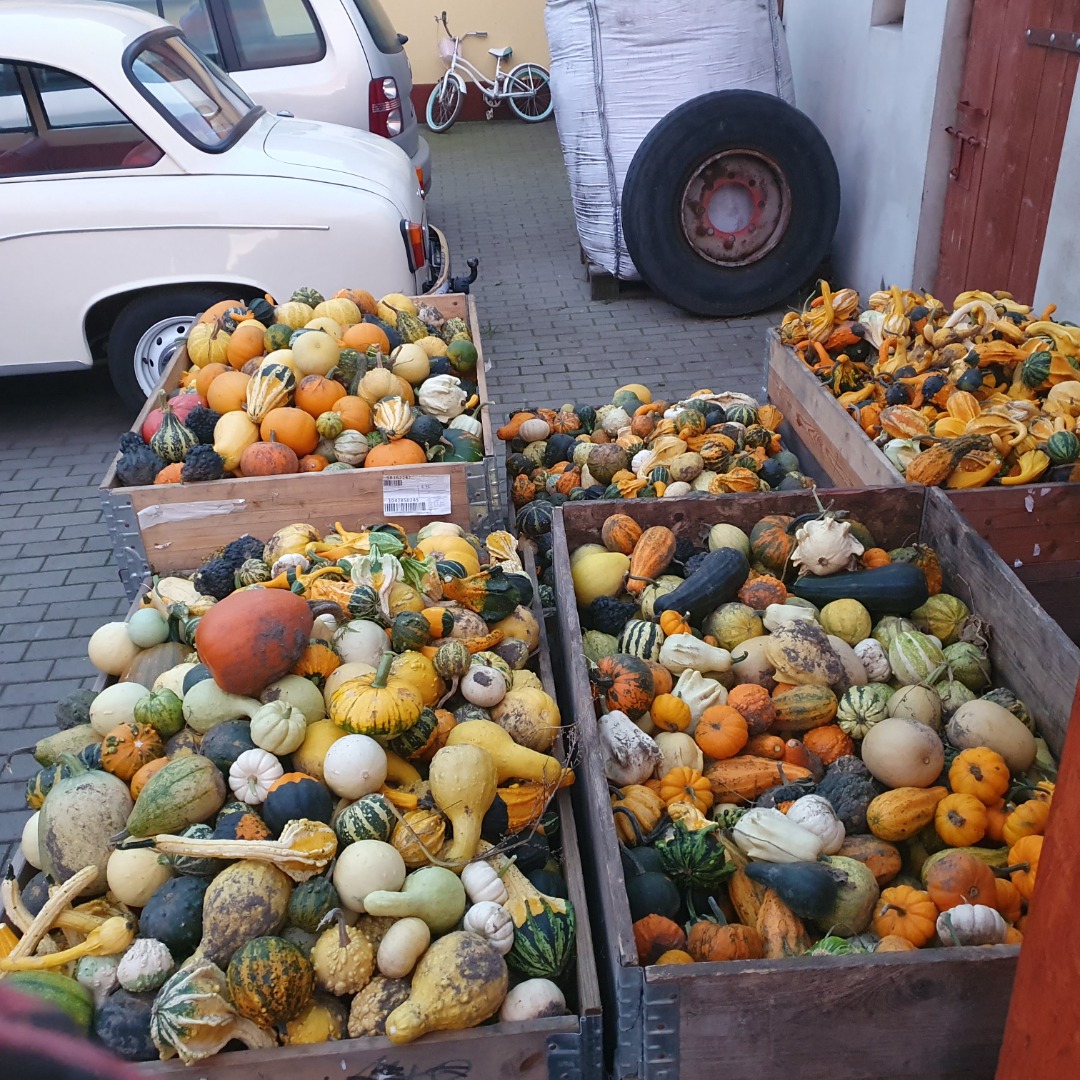 Hola, tengo a la venta 5 cajas de calabazas decorativas, una mezcla de colores, varios miles de piezas y tipos