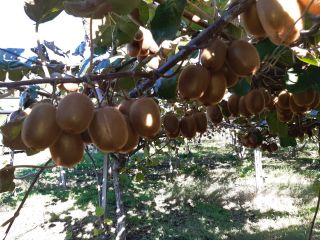 A la venta 2023 Producción de kiwi Hayward aproximadamente