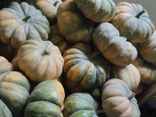 Calabazas locales de excelente calidad y forma. Son calabazas