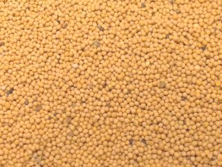 Venderé mostaza blanca, pureza 99%, con todas las pruebas,