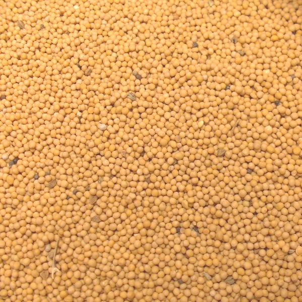 Venderé mostaza blanca, pureza 99%, con todas las pruebas, libre de pesticidas, envasada en Big Bags
