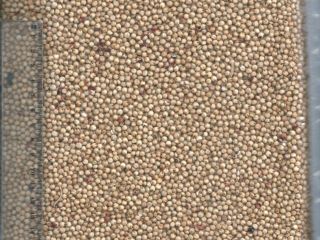 Venderé sorgo blanco y rojo húngaro de la cosecha