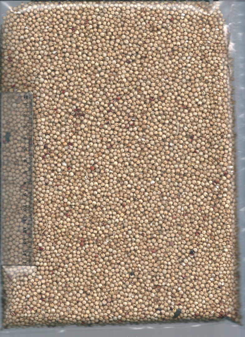 Venderé sorgo blanco y rojo húngaro de la cosecha de 2023