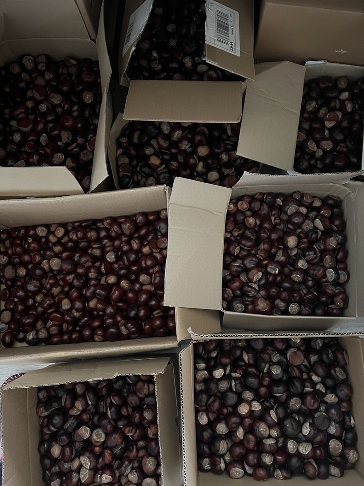 Tengo castañas a la venta (no comestibles)