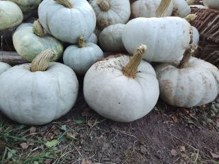 Vendo calabaza para hornear. Precio 2 lei por kg.