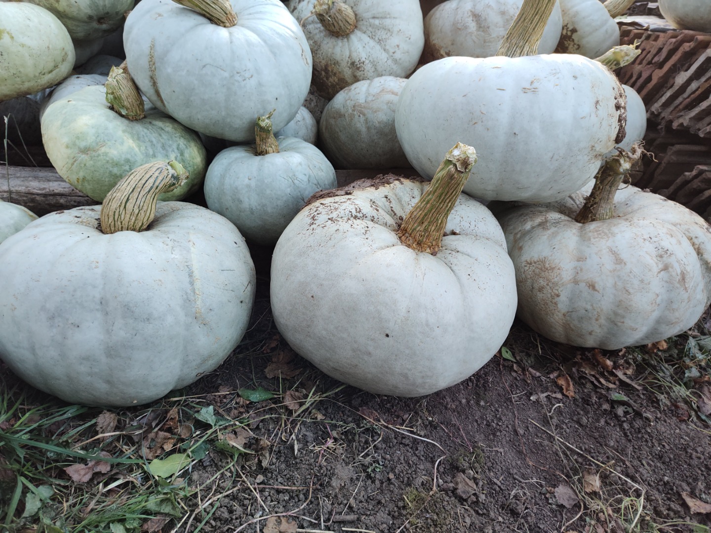 Vendo calabaza para hornear