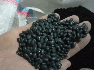 Podemos ofrecer varios tipos de frijoles, como frijoles lima,