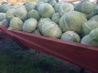 Hola, vendo repollo blanco en camiones.