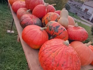 Venderé calabazas y calabacines de cosecha propia. Varias formas