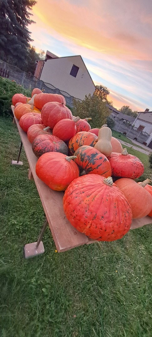 Venderé calabazas y calabacines de cosecha propia