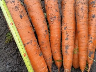 Venderé zanahorias comestibles a granel de la variedad Muleta