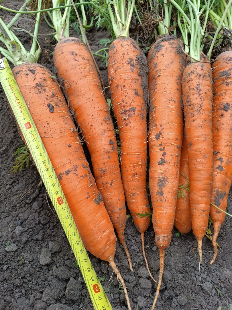 Venderé zanahorias comestibles a granel de la variedad Muleta (500 toneladas) y de la variedad Warmia (200 toneladas)