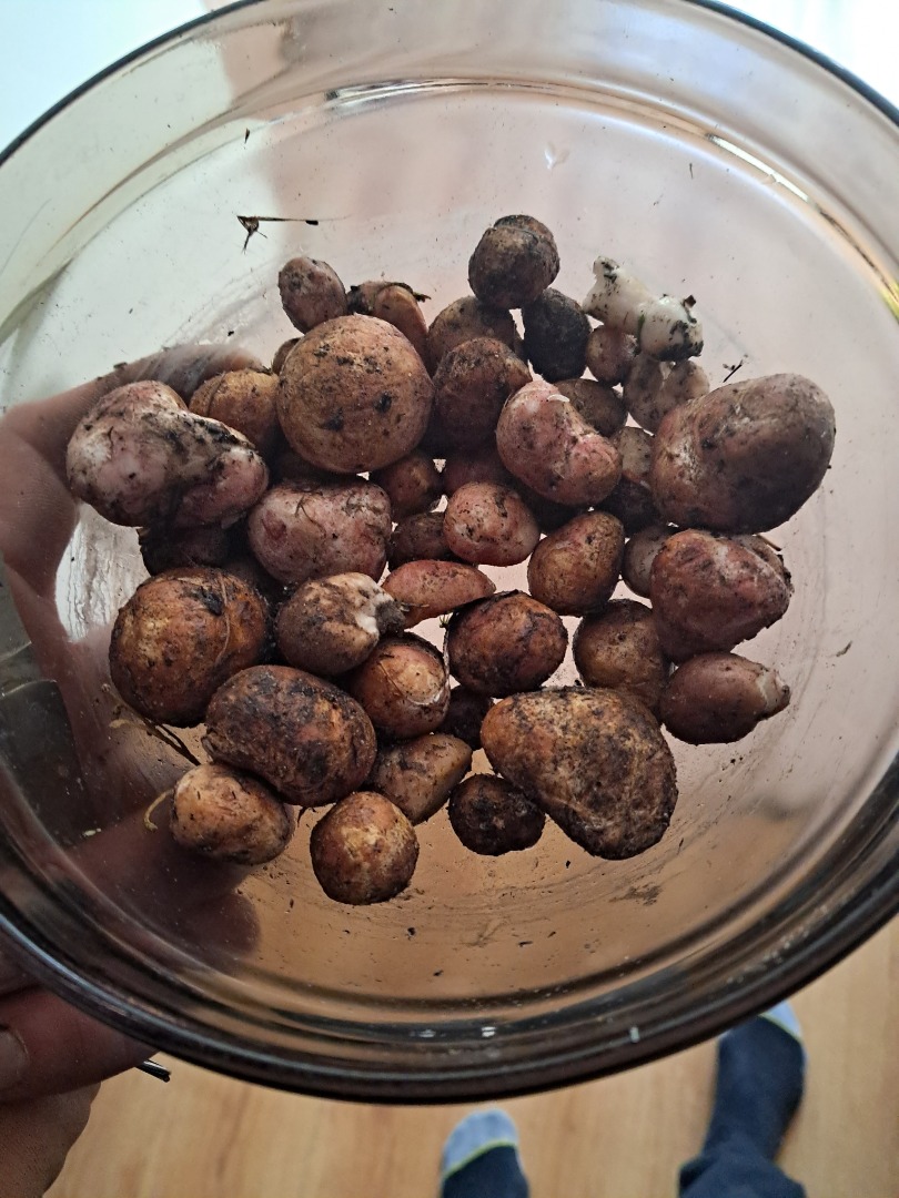 Vendo trufas de 450 g