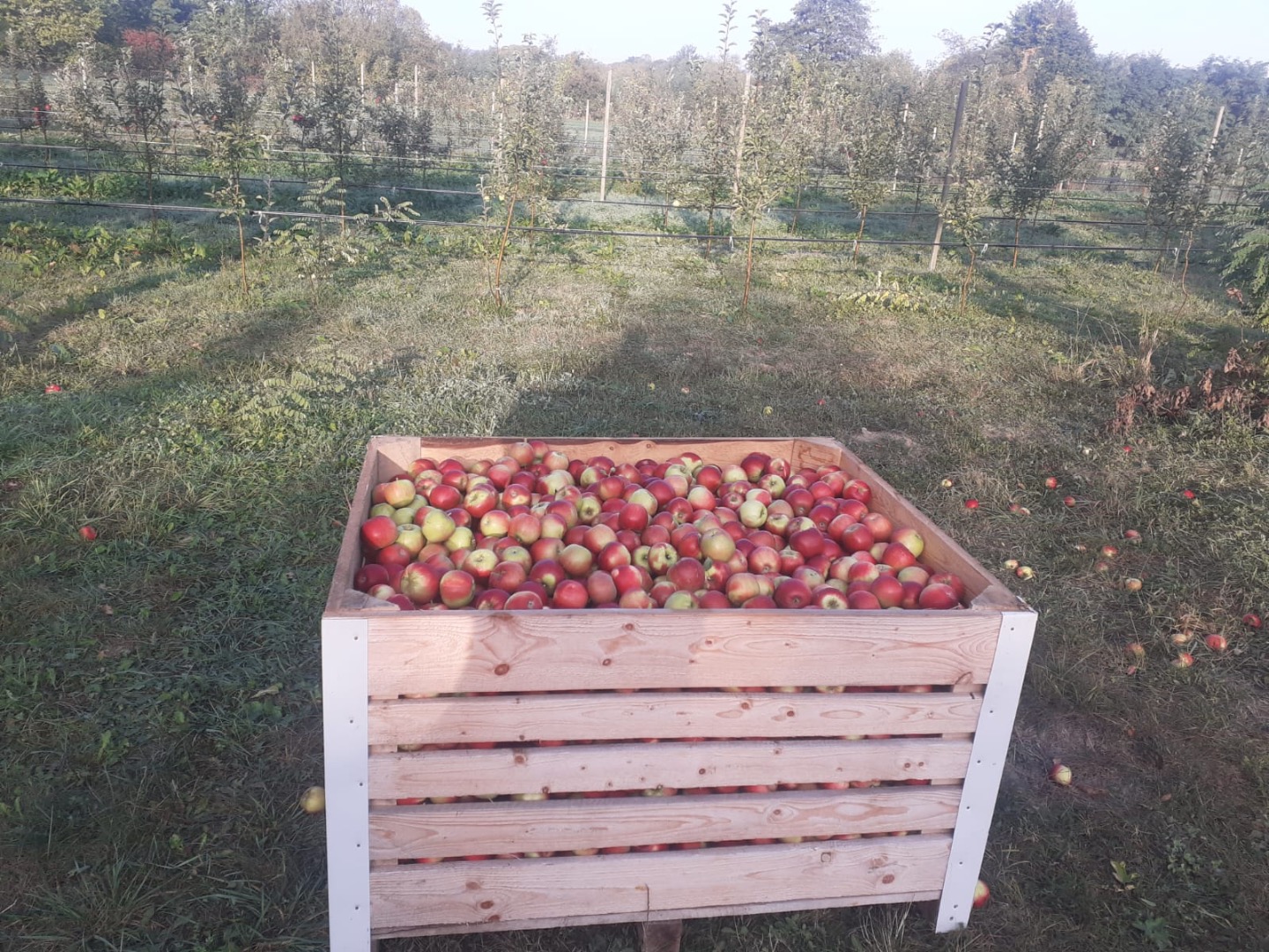 ¡Vendemos MANZANAS y ZUMO! VARIEDADES: Ionathan, Idared, Florina, Golden, Starkinson