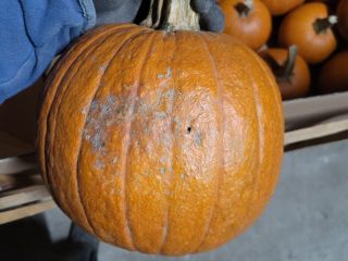 Vendo calabazas para industria o forrajera GOMEZ 1,5 t.