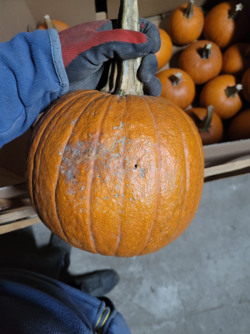 Vendo calabazas para industria o forrajera GOMEZ 1,5 t