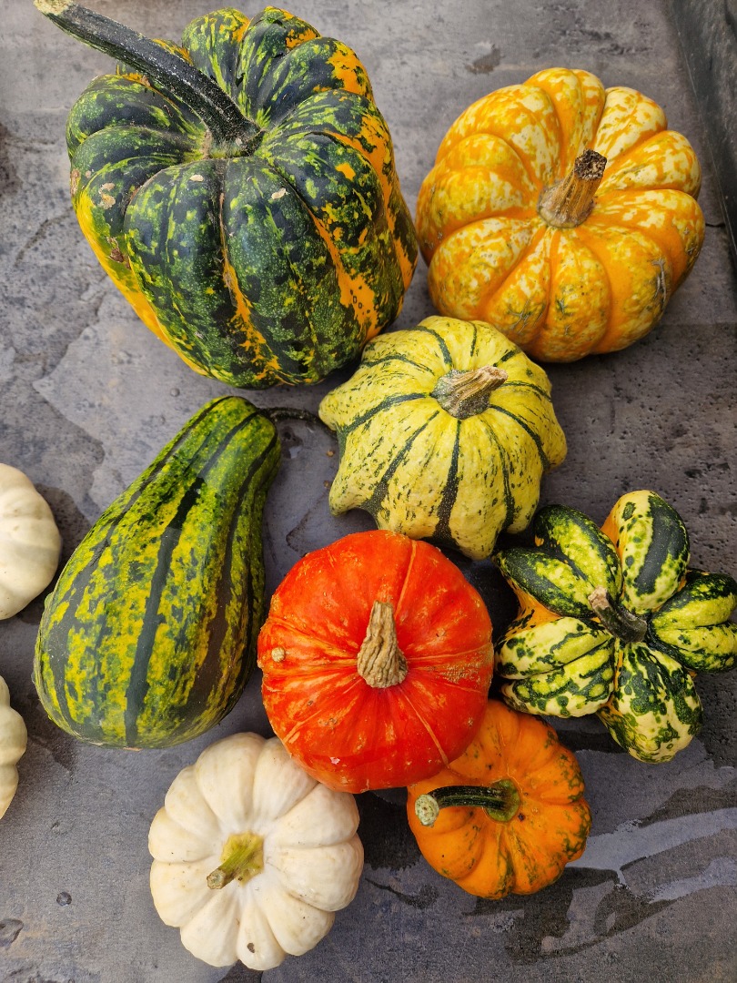 Venderé calabazas decorativas en grandes cantidades