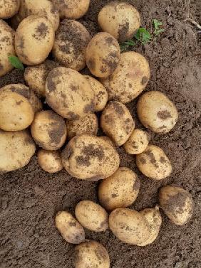 [ ESP ]Buenos días, tengo a la venta grandes cantidades de papas amarillas y rojas, empaque y tamaño a convenir, los invito a una cooperación a largo plazo