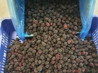Moras congeladas variedad Lochness, limpias 80/20. Envases de 10kg