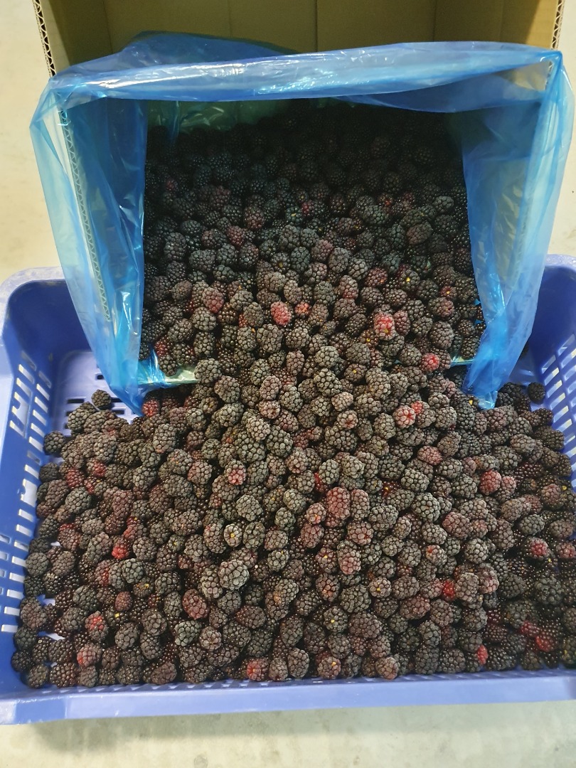 Moras congeladas variedad Lochness, limpias 80/20