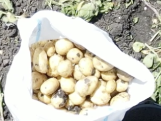 Patatas frescas Cada primavera, entre marzo y abril, cosechamos