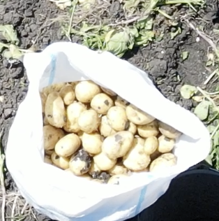 Patatas frescas Cada primavera, entre marzo y abril, cosechamos patatas frescas