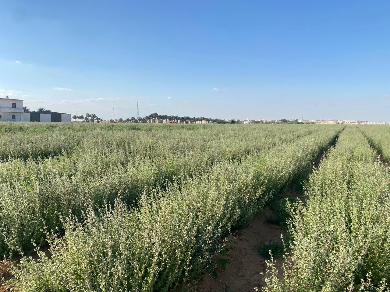 Producimos Oreganum syriacum (Zaatar libanés) de muy alta calidad en Egipto