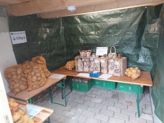 Venta de patatas de la variedad Agria, clasificadas y