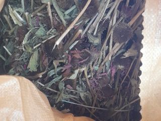 Vendo la hierba Echinacea purpurea tallo entero, con certificado