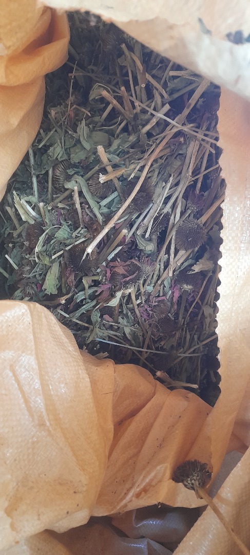 Vendo la hierba Echinacea purpurea tallo entero, con certificado orgánico