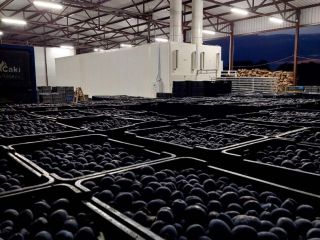 Vendo 70 toneladas de ciruelas pasas. Las ciruelas se