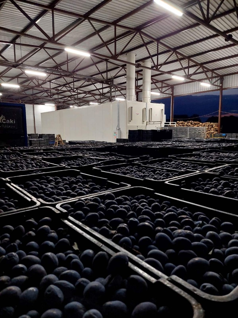 Vendo 70 toneladas de ciruelas pasas