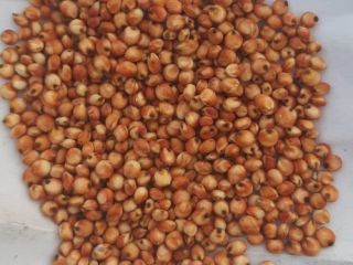 Vendemos sorgo rojo cosecha 2023. +[teléfono] ¡Sorgo rojo a