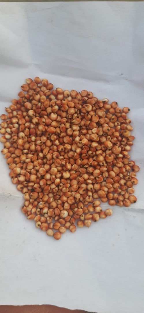 Vendemos sorgo rojo cosecha 2023