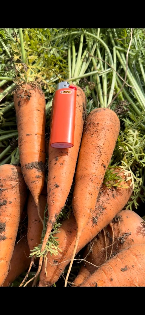 Tengo a la venta una bonita zanahoria de la variedad Córdoba F1