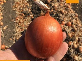 Vendo una bonita cebolla, variedad Kampero F1. Ventas en