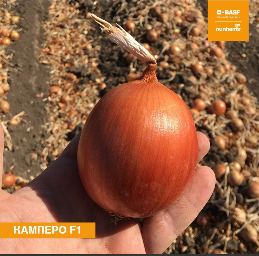 Vendo una bonita cebolla, variedad Kampero F1