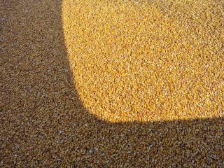 Disponible maíz Pioneer 80-100T p85687 directamente del campo