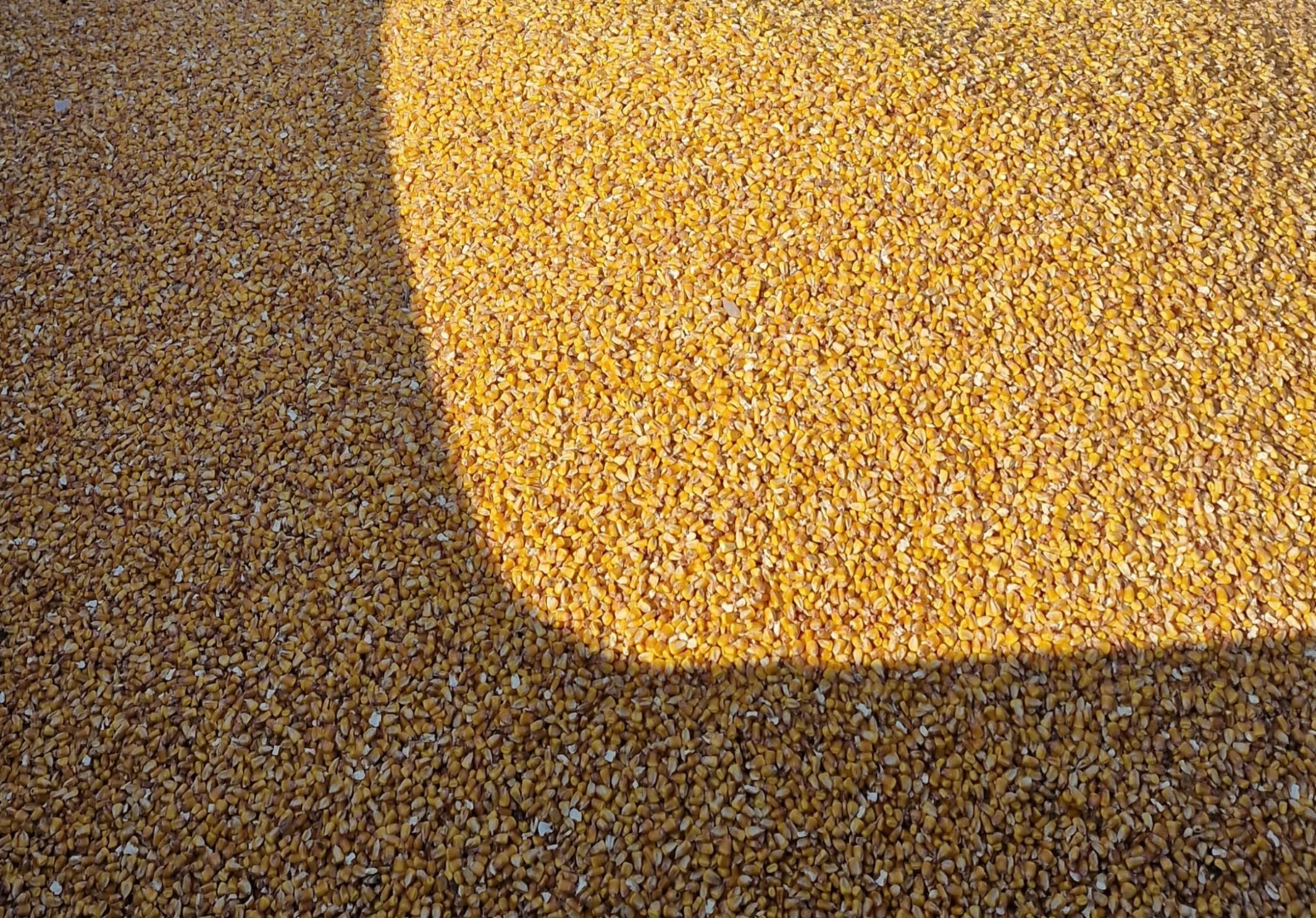 Disponible maíz Pioneer 80-100T p85687 directamente del campo
