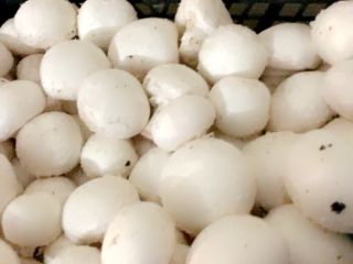 Hola, soy productor de champiñones blancos. Estoy interesado en