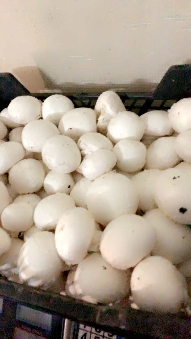 Hola, soy productor de champiñones blancos