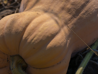 Cultivamos y vendemos variedades de calabaza dulce: Matilda, Guitar,