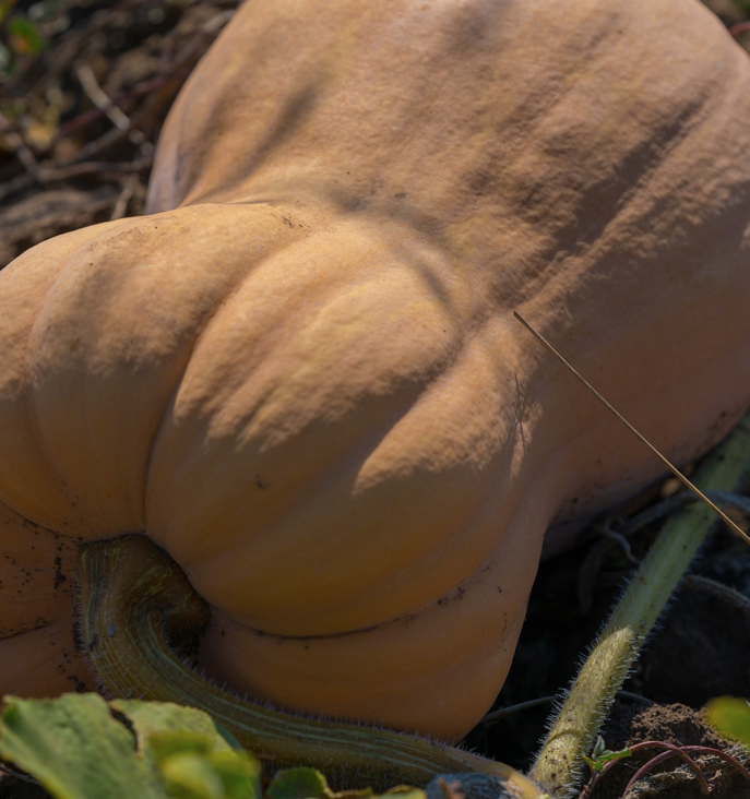 Cultivamos y vendemos variedades de calabaza dulce: Matilda, Guitar, Butternut