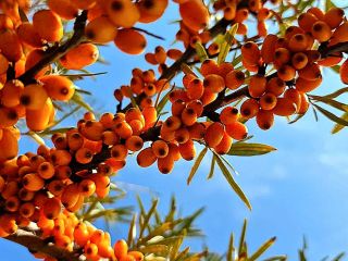 Frutos de espino amarillo congelados inmediatamente después de la