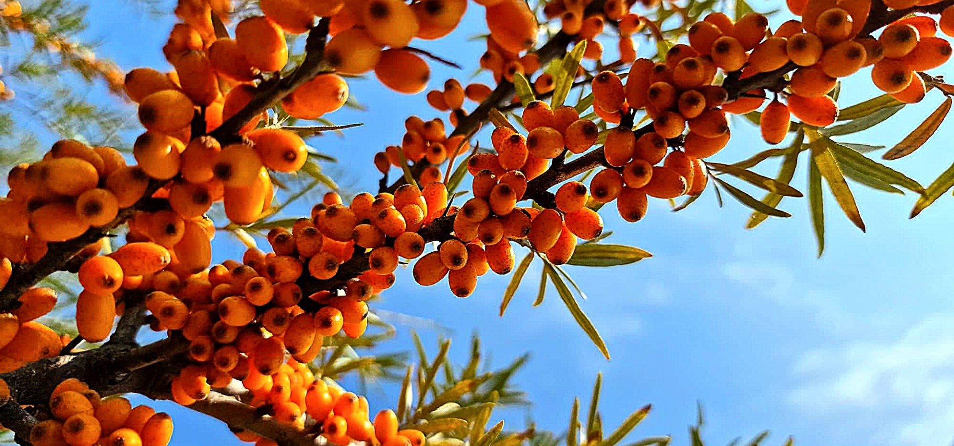 Frutos de espino amarillo congelados inmediatamente después de la recolección para conservar todos sus nutrientes
